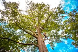 Best Tree Disease Treatment  in Carlisle, PA