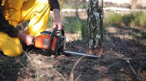 How Our Tree Care Process Works  in  Carlisle, PA