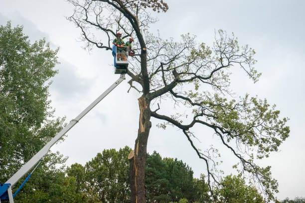 Best Commercial Tree Services  in Carlisle, PA