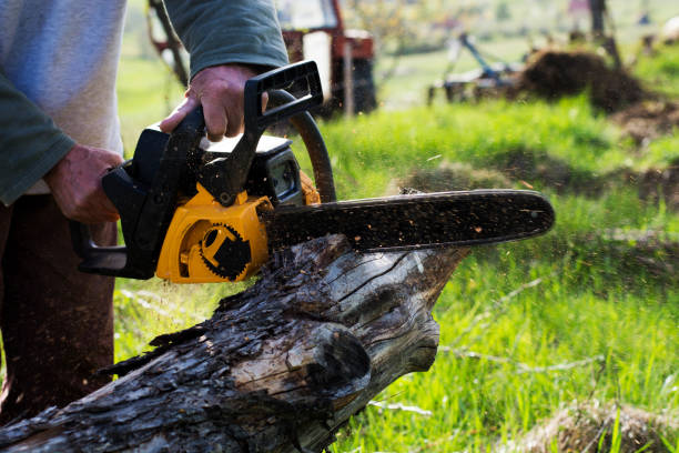  Carlisle, PA Tree Care Pros