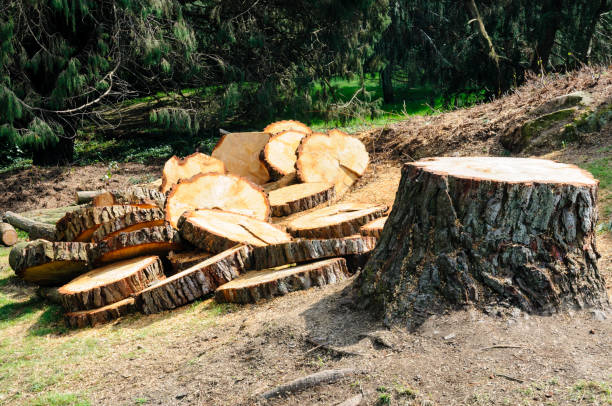 Best Utility Line Clearance  in Carlisle, PA